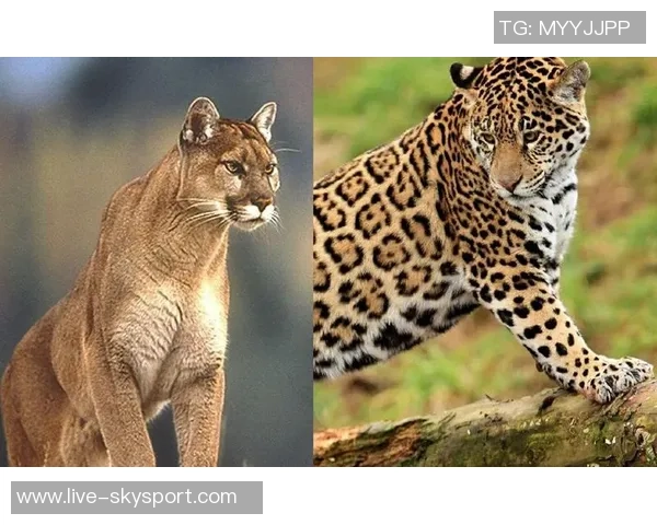 塞拉亚与美洲狮的激烈对决揭示足球魅力与团队精神的完美结合